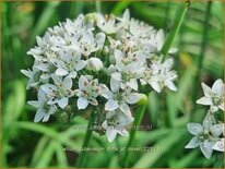 Allium tuberosum &#39;Cliffs of Dover&#39;