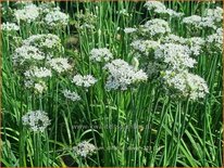 Allium tuberosum &#39;Cliffs of Dover&#39;