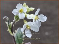 Arabis caucasica 'Variegata'