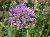 Allium 'Avatar'