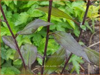 Aster &#39;Prairie Purple&#39;