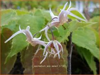 Epimedium &#39;Eco Select&#39;