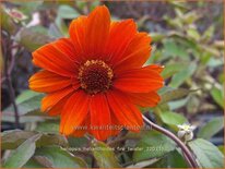 Heliopsis helianthoides &#39;Fire Twister&#39;