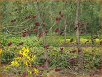 Sanguisorba 'Tully'