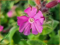 Silene dioica &#39;Minikin&#39;