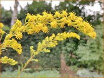 Solidago 'Dennis Strange'