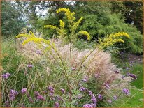 Solidago 'Dennis Strange'