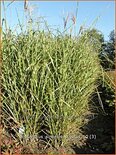 Miscanthus sinensis &#39;Strictus&#39; (pot 11 cm)