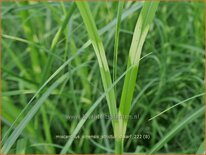 Miscanthus sinensis &#39;Strictus Dwarf&#39; (pot 11 cm)