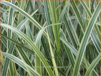 Miscanthus sinensis &#39;Variegatus&#39; (pot 11 cm)