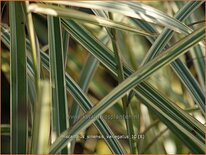 Miscanthus sinensis &#39;Variegatus&#39; (pot 11 cm)