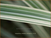 Miscanthus sinensis &#39;Variegatus&#39; (pot 11 cm)