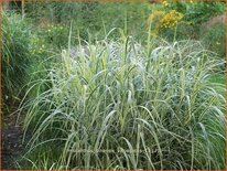 Miscanthus sinensis &#39;Variegatus&#39; (pot 11 cm)