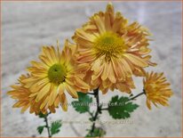 Chrysanthemum &#39;Vens Wild Orange&#39;