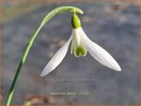 Galanthus 'Atkinsii'