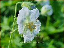 Geranium phaeum &#39;Album&#39;