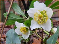 Helleborus niger