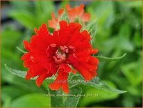 Lychnis chalcedonica 'Plena'