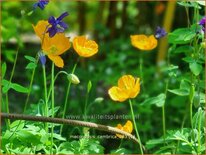 Meconopsis cambrica