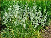 Ornithogalum nutans