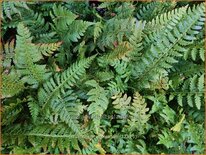 Polystichum aculeatum