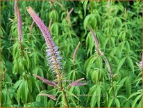 Veronicastrum virginicum &#39;Fascination&#39;