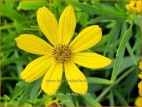 Coreopsis palmata