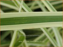 Carex folliculata 'Cream Dance'