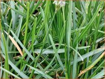 Sesleria 'Greenlee Hybrid'