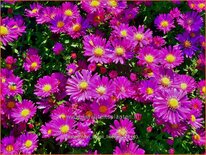 Aster novi-belgii 'Lisette'