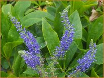 Veronica spicata 'Blaufuchs'