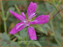 Geranium oxonianum 'Sue Cox'