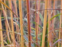 Molinia arundinacea &#39;Dark Beauty&#39;