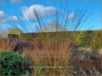 Molinia arundinacea &#39;Dark Beauty&#39;