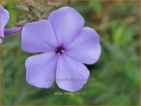 Phlox &#39;Donau&#39;