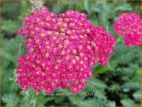 Achillea 'Sassy Summer Taffy'