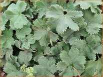 Alchemilla caucasica