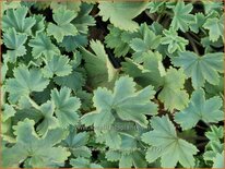 Alchemilla taurica 'Gümüshane'