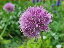 Allium nutans &#39;Esmee&#39;