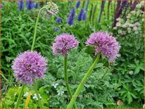 Allium nutans &#39;Esmee&#39;