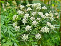 Angelica sp. (ex Portugal)