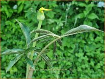 Arisaema flavum var. abbreviatum (pot 11 cm)