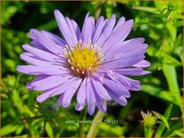 Aster 'Herbstpurzel'