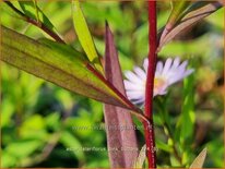 Aster lateriflorus &#39;Pink Buttons&#39;