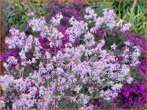 Aster spectabilis 'Ile de Montreal'