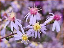 Aster spectabilis 'Ile de Montreal'