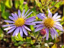 Aster spectabilis &#39;Macho Blue&#39;