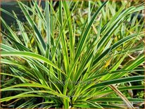 Carex morrowii 'Everglow'