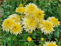 Chrysanthemum &#39;Erntekranz&#39;