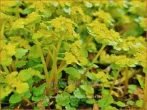 Chrysosplenium alternifolium